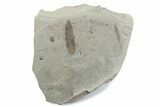 Fossil Mimosite Leaf with Beetle - Green River Formation #377137-2